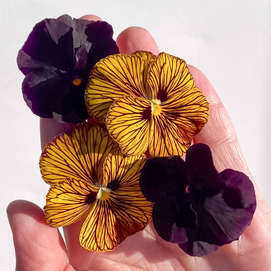 Tiger Eyes Viola Geode